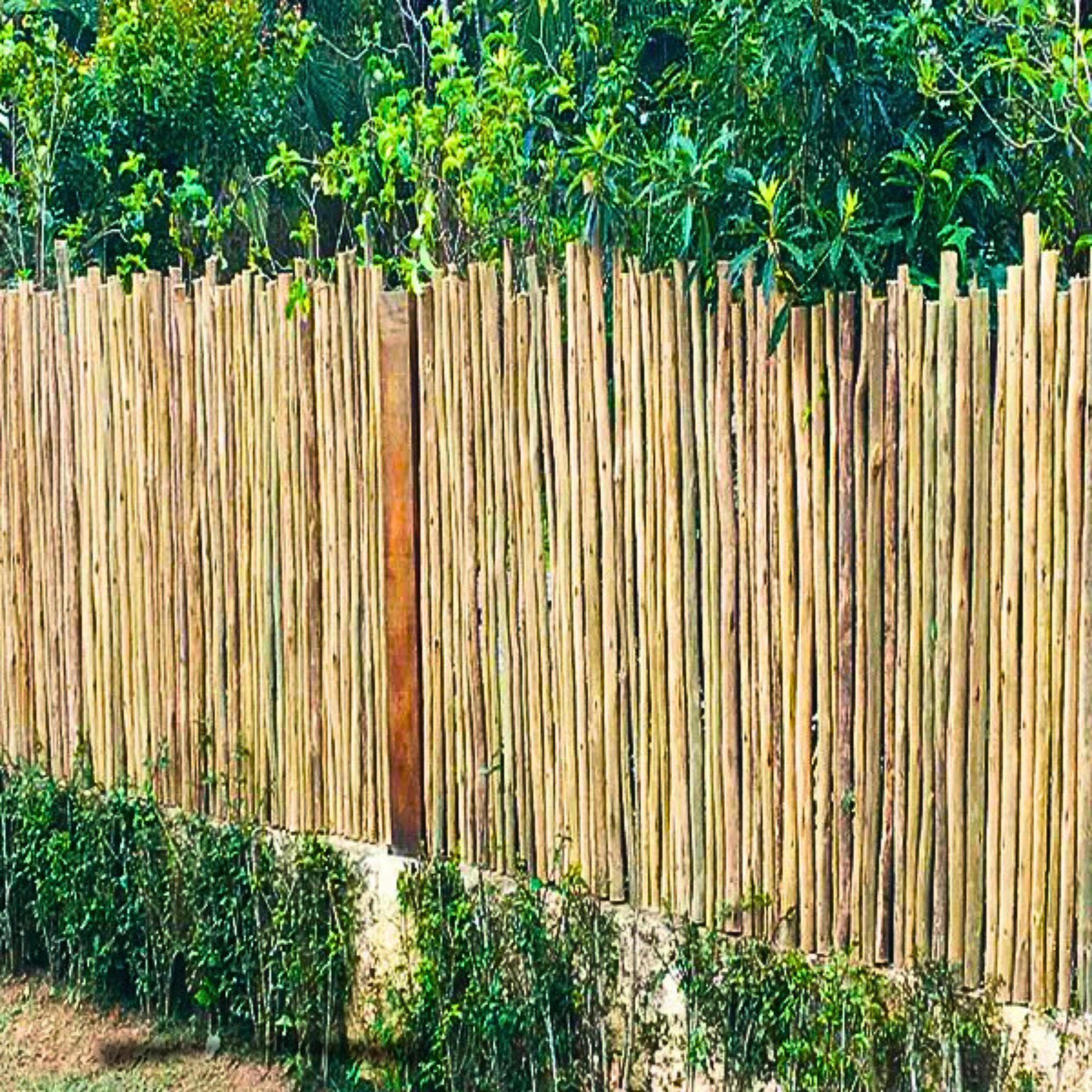 Biriba de Eucalipto Tratado